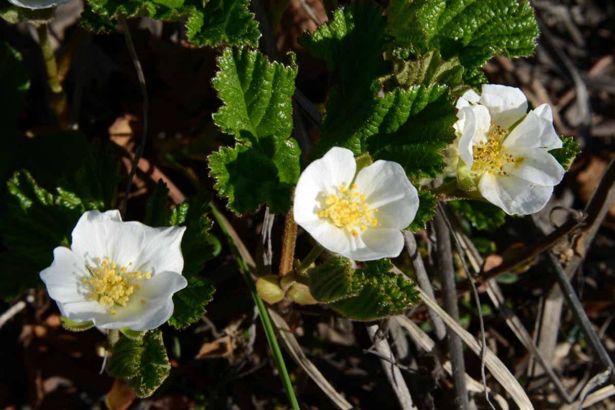 22D White Wildflowers Next To Dempster Highway In Yukon Between Yukon Border And Arctic Circle